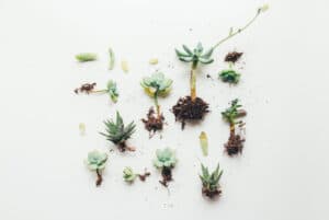 De-potted succulent plants